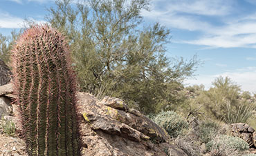 White Tank Mountain Regional Park